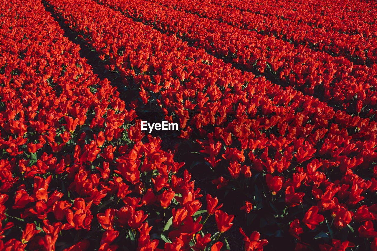 Full frame shot of red flower on field