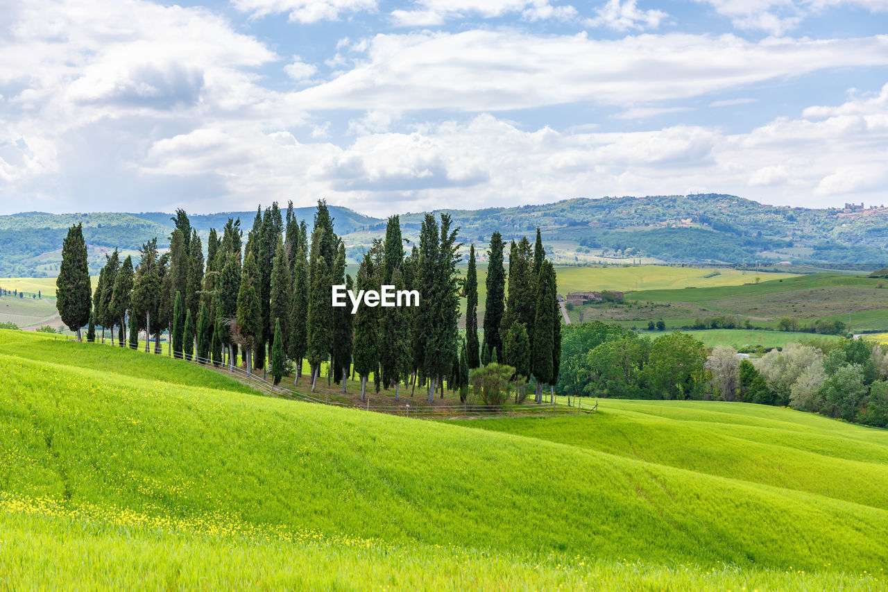 Cypress grove of trees in a rural italian landscape