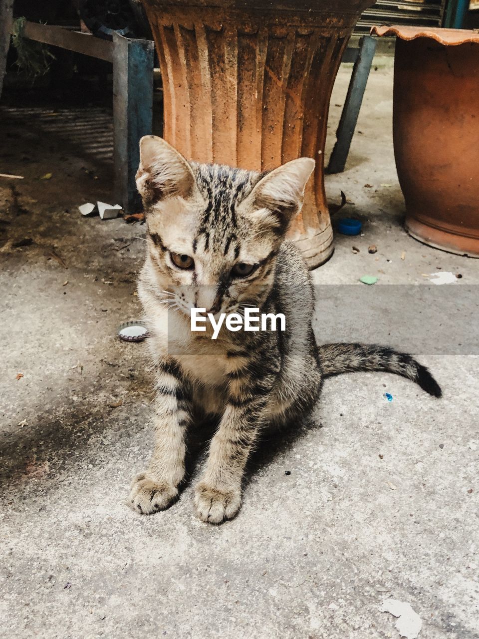 HIGH ANGLE VIEW PORTRAIT OF TABBY SITTING ON CAT