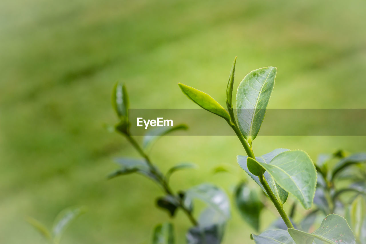 CLOSE-UP OF FRESH GREEN PLANT