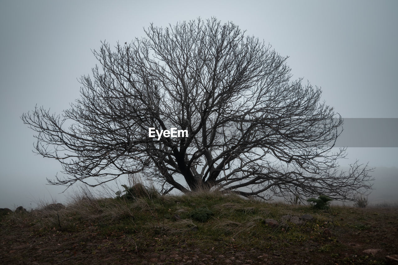 Bare tree on field against clear sky