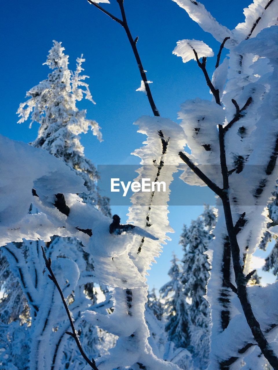 winter, snow, cold temperature, tree, nature, plant, beauty in nature, mountain, scenics - nature, sky, environment, freezing, landscape, blue, frozen, no people, tranquility, land, ice, day, white, tranquil scene, branch, outdoors, mountain range, non-urban scene, frost, forest, sunlight, snowcapped mountain, clear sky, coniferous tree, low angle view