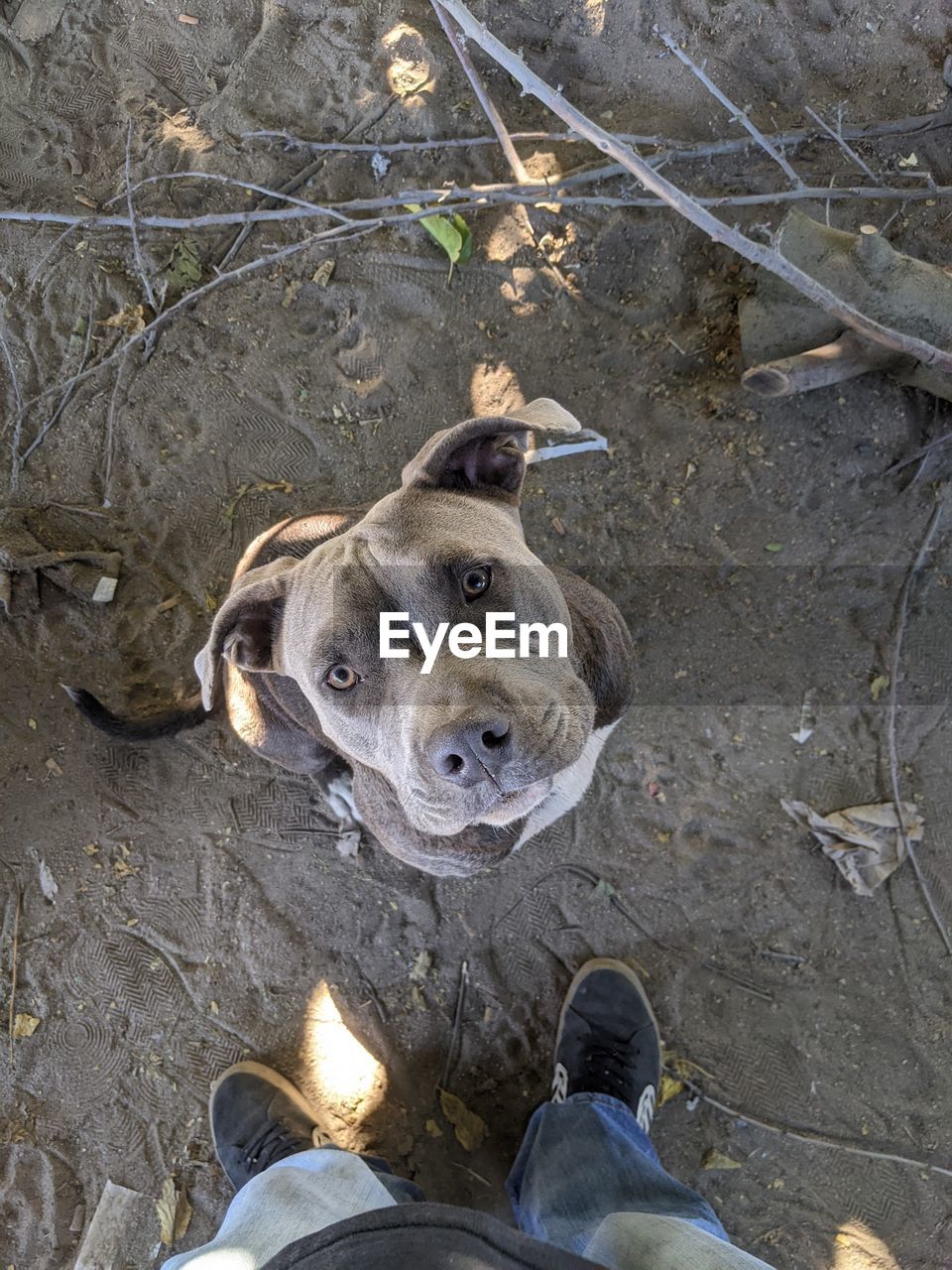 dog, pet, animal, animal themes, mammal, high angle view, one animal, canine, domestic animals, low section, shoe, human leg, personal perspective, standing, day, footwear, one person, portrait, outdoors, nature, directly above, lifestyles, carnivore, looking at camera