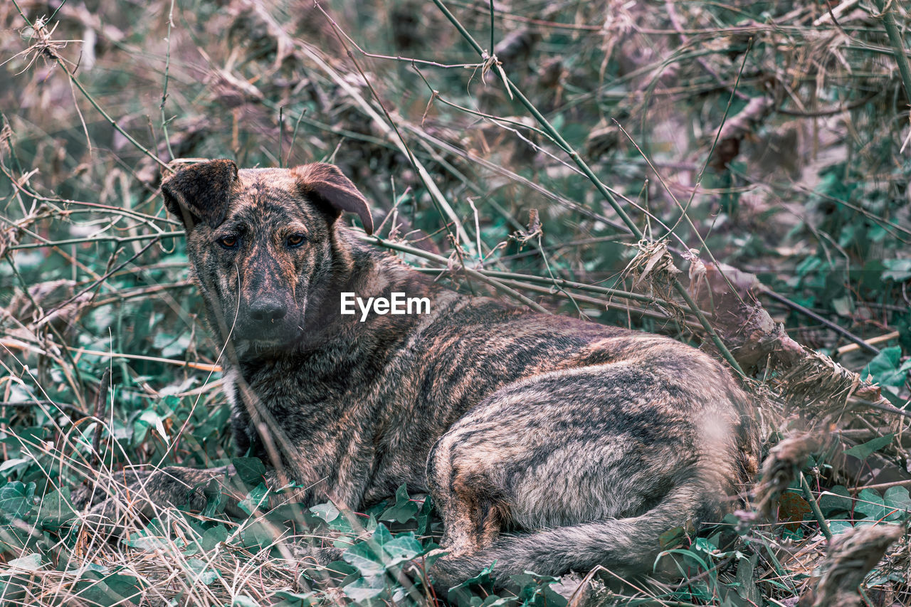 Photo of a stray dog in a wood