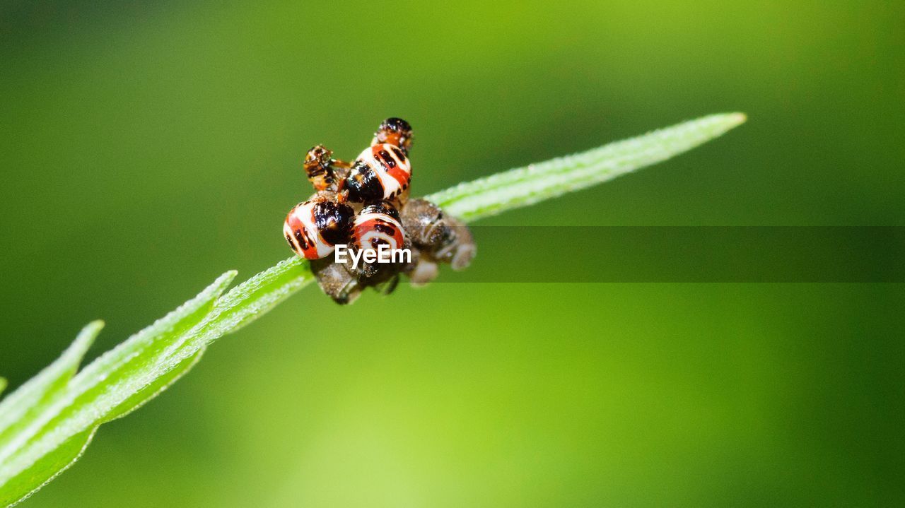 Close-up of insect on plant-carpocoris