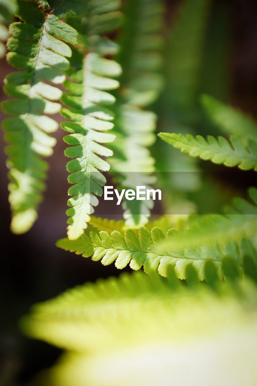 Green Nature Sunlight Beauty In Nature Bokeh Close-up Day Daylight Fern Forest Freshness Garden Green Color Growth Leaf Leaves Natural Pattern Nature No People Outdoors Plant Plant Part Selective Focus