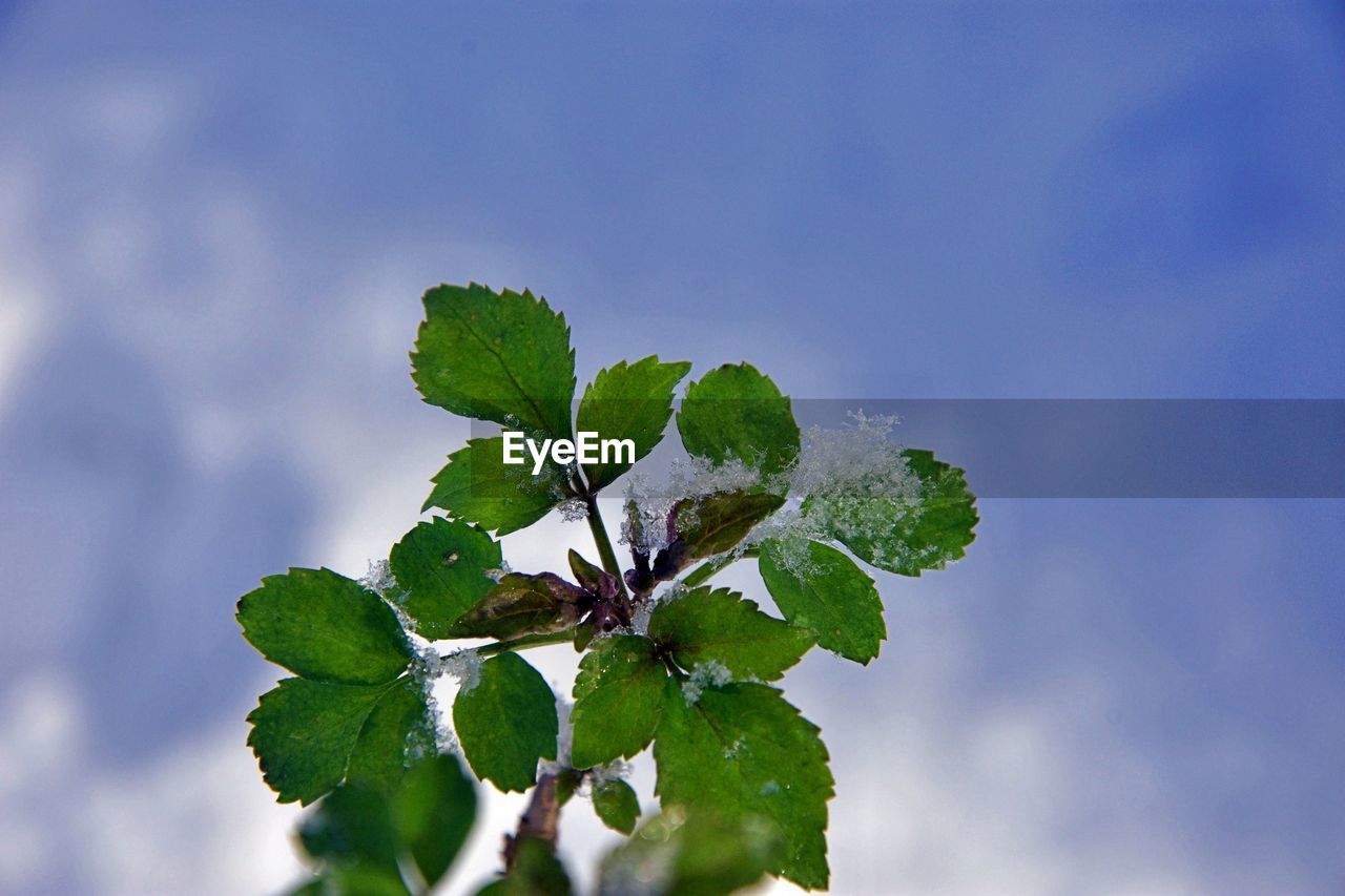 LOW ANGLE VIEW OF LEAVES AGAINST SKY