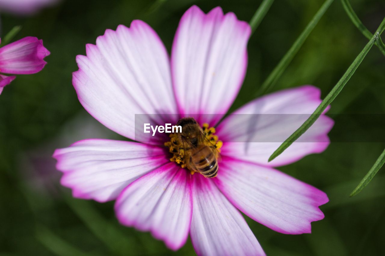 flower, flowering plant, plant, freshness, beauty in nature, garden cosmos, petal, close-up, fragility, flower head, macro photography, pink, pollen, inflorescence, nature, growth, purple, no people, blossom, cosmos, animal wildlife, focus on foreground, cosmos flower, animal themes, botany, plant stem, daisy, outdoors, wildflower, animal, magenta, summer, springtime, insect, selective focus