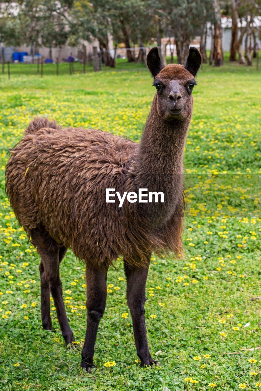 A brown llama standing still and staring at me