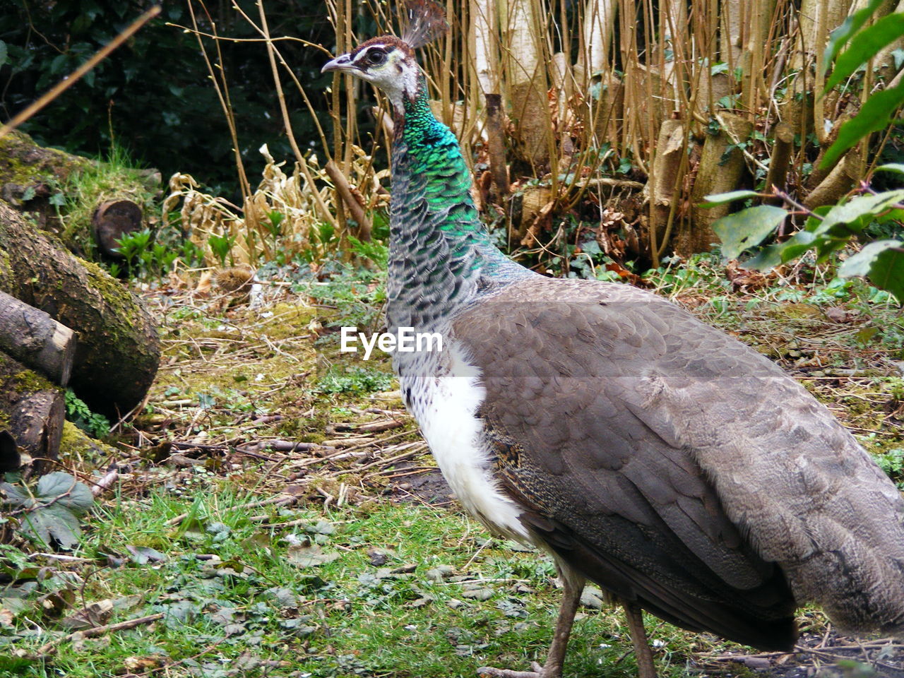 BIRD IN FIELD