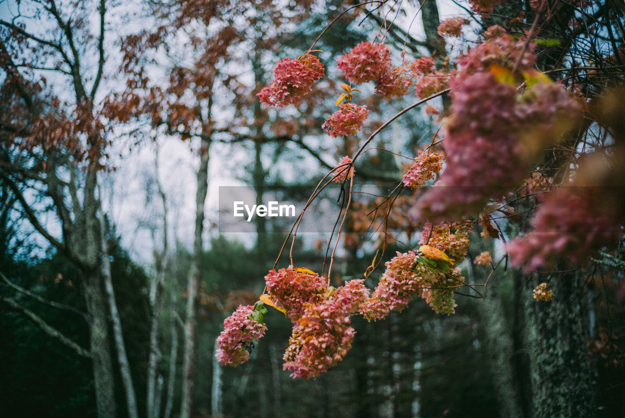 Grave and dying hydrangea tree in cemetery sunset at night, spooky halloween graveyard fall autumn