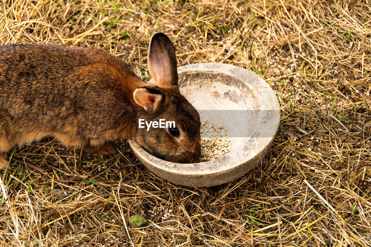 Close-up of a young hare eating