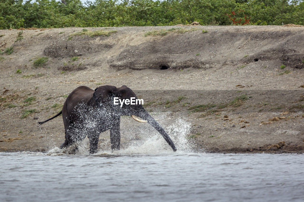 side view of elephant in lake