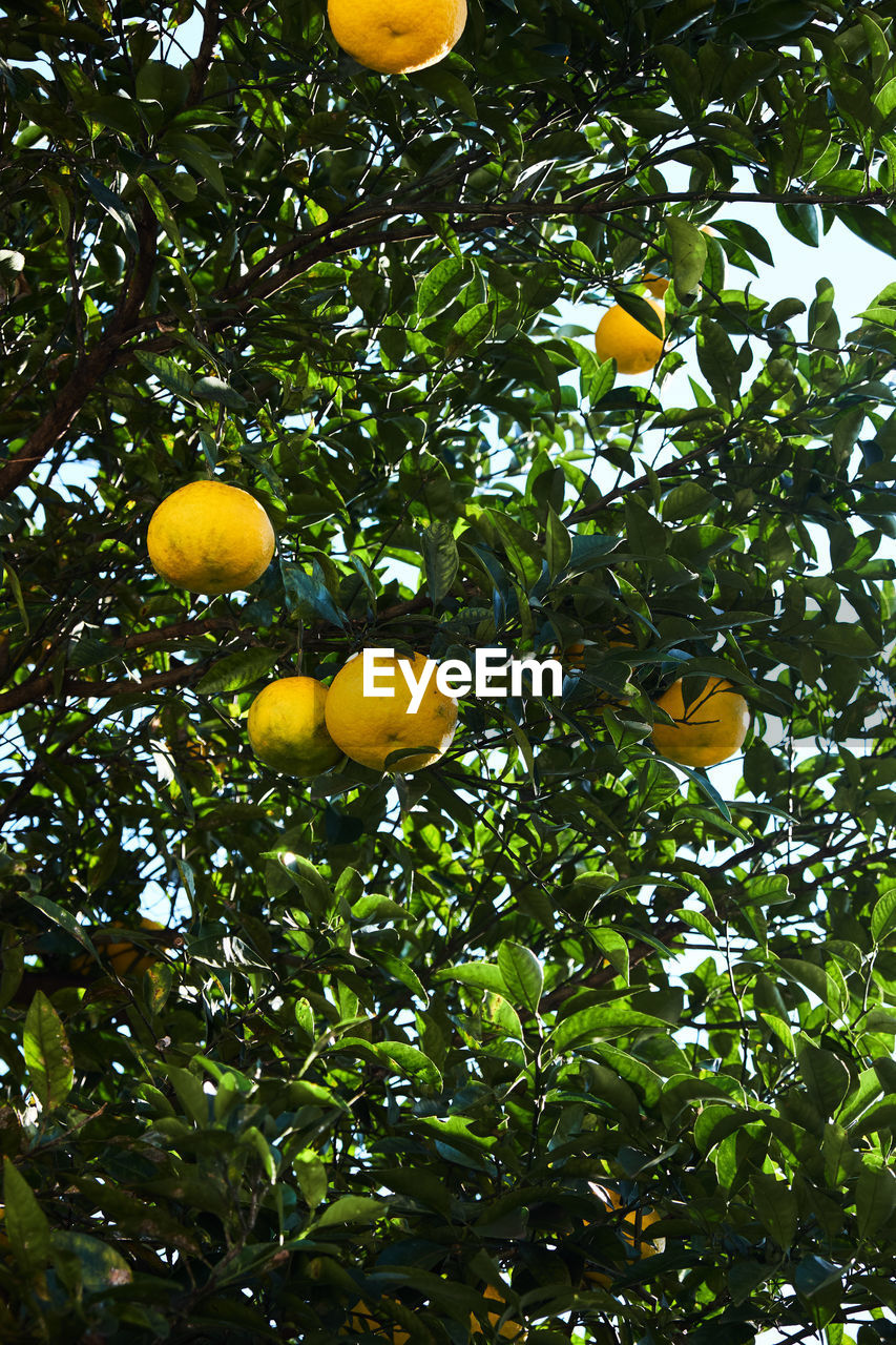 LOW ANGLE VIEW OF FRUIT TREE