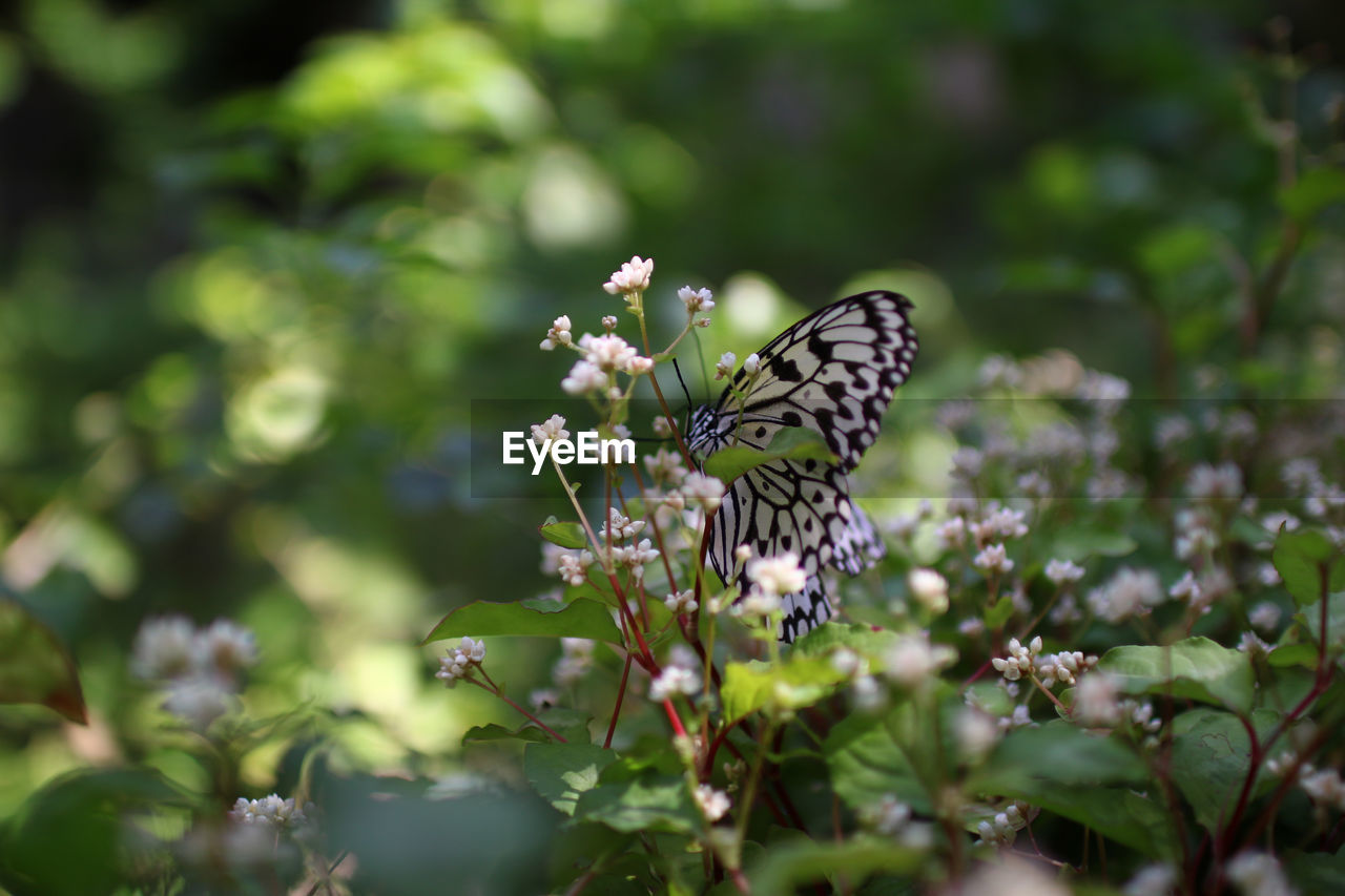 Butterfly pollinating on flower