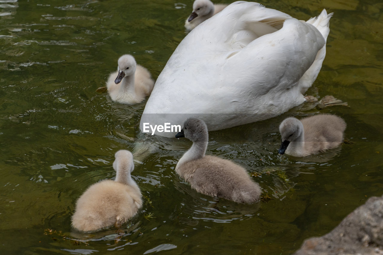 Swans swimming in lake