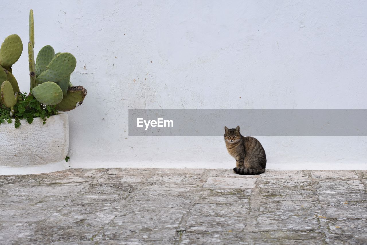 Portrait of cat sitting on wall