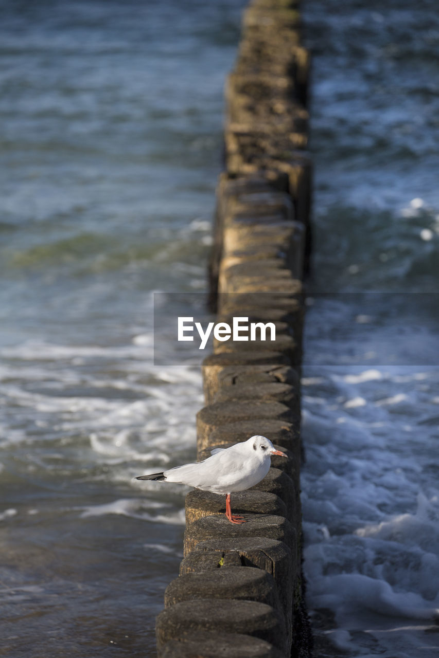 CLOSE-UP OF SEAGULL PERCHING ON SHORE