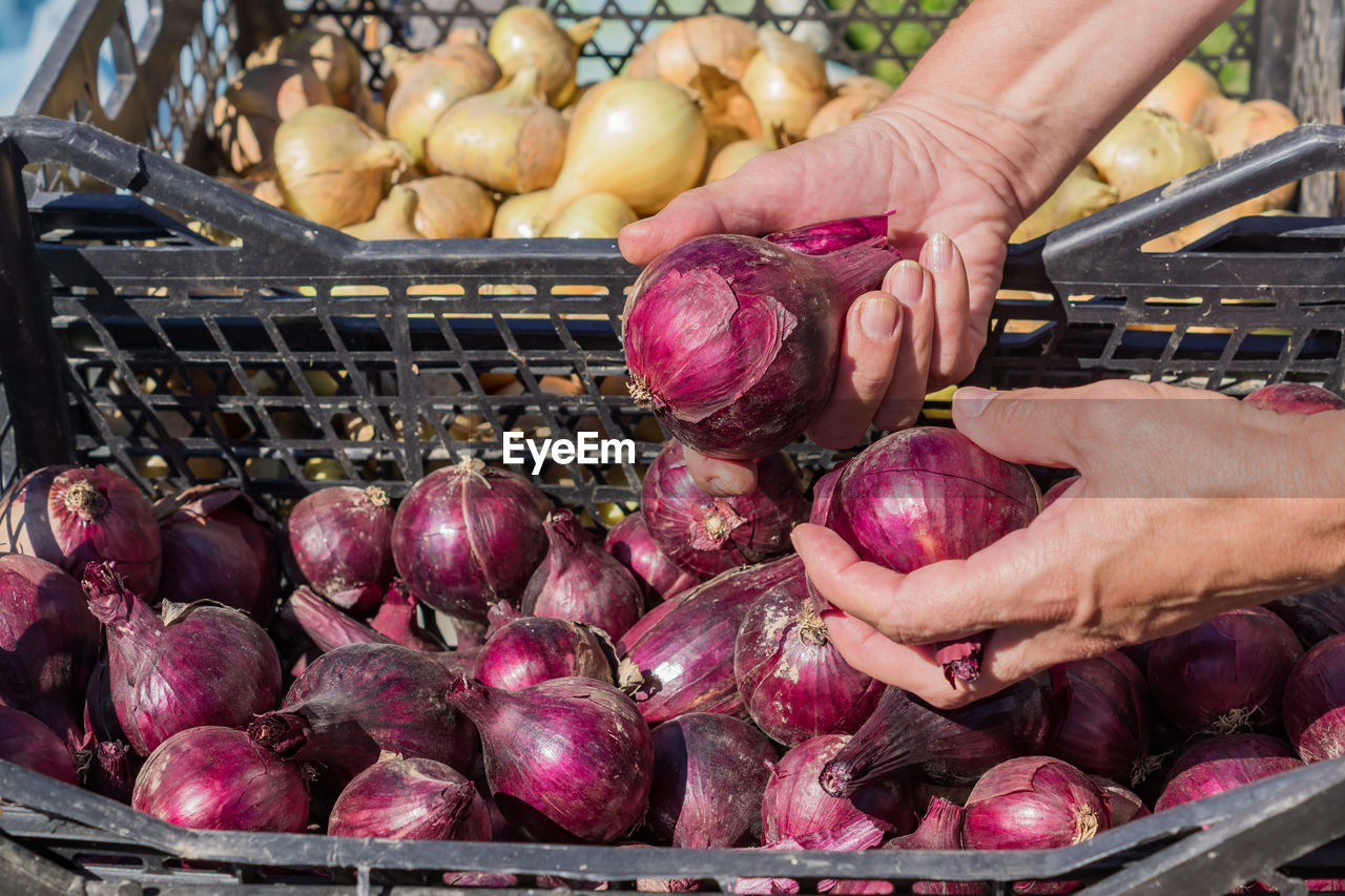 New harvest of onion in plastic boxes. female's hand peeling ripe red onion