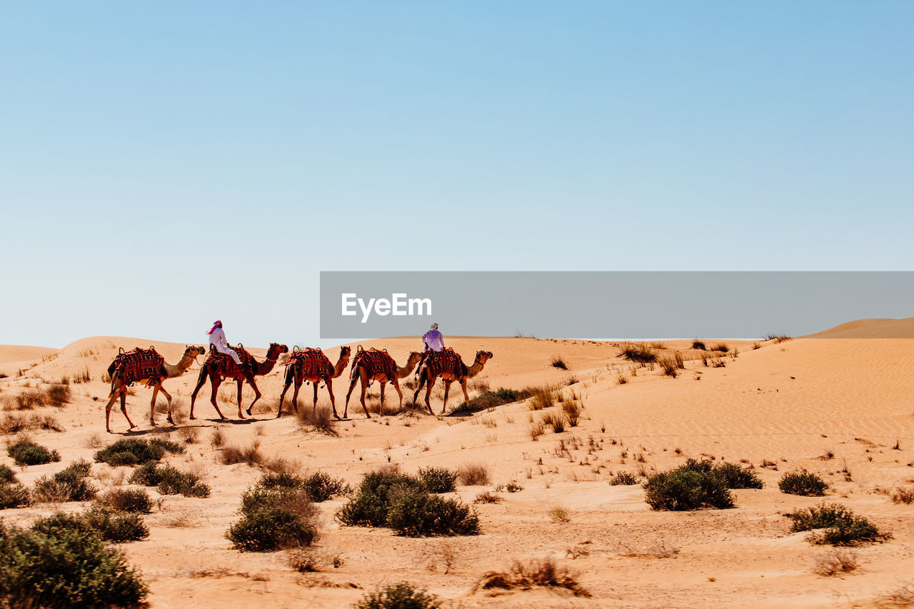 View of camels in desert against sky