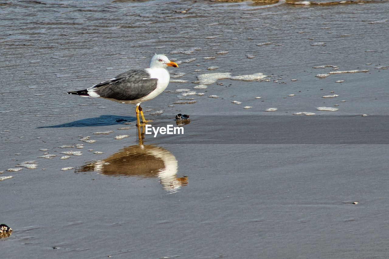 SEAGULL PERCHING AT BEACH