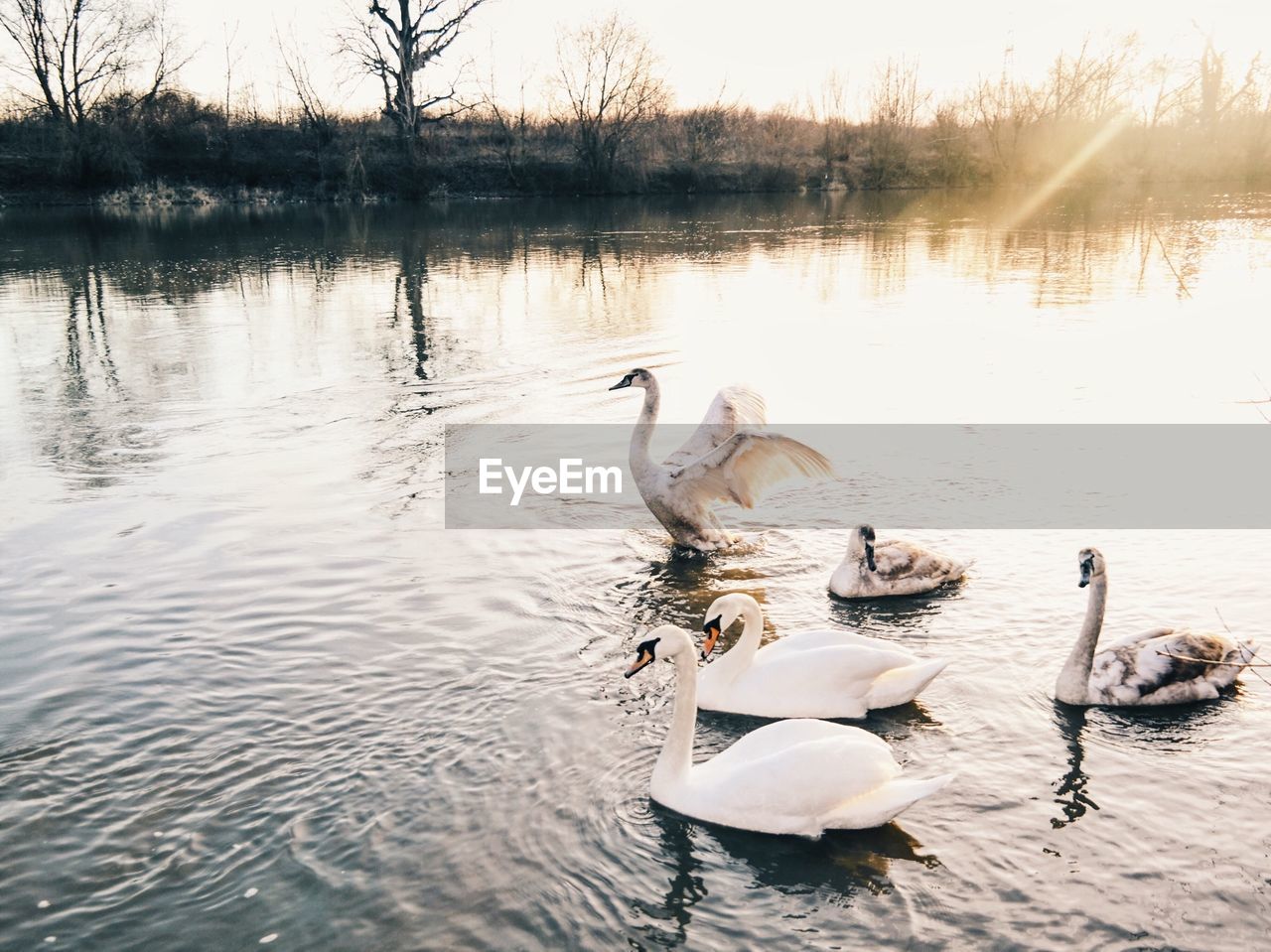 REFLECTION OF BIRDS IN CALM LAKE