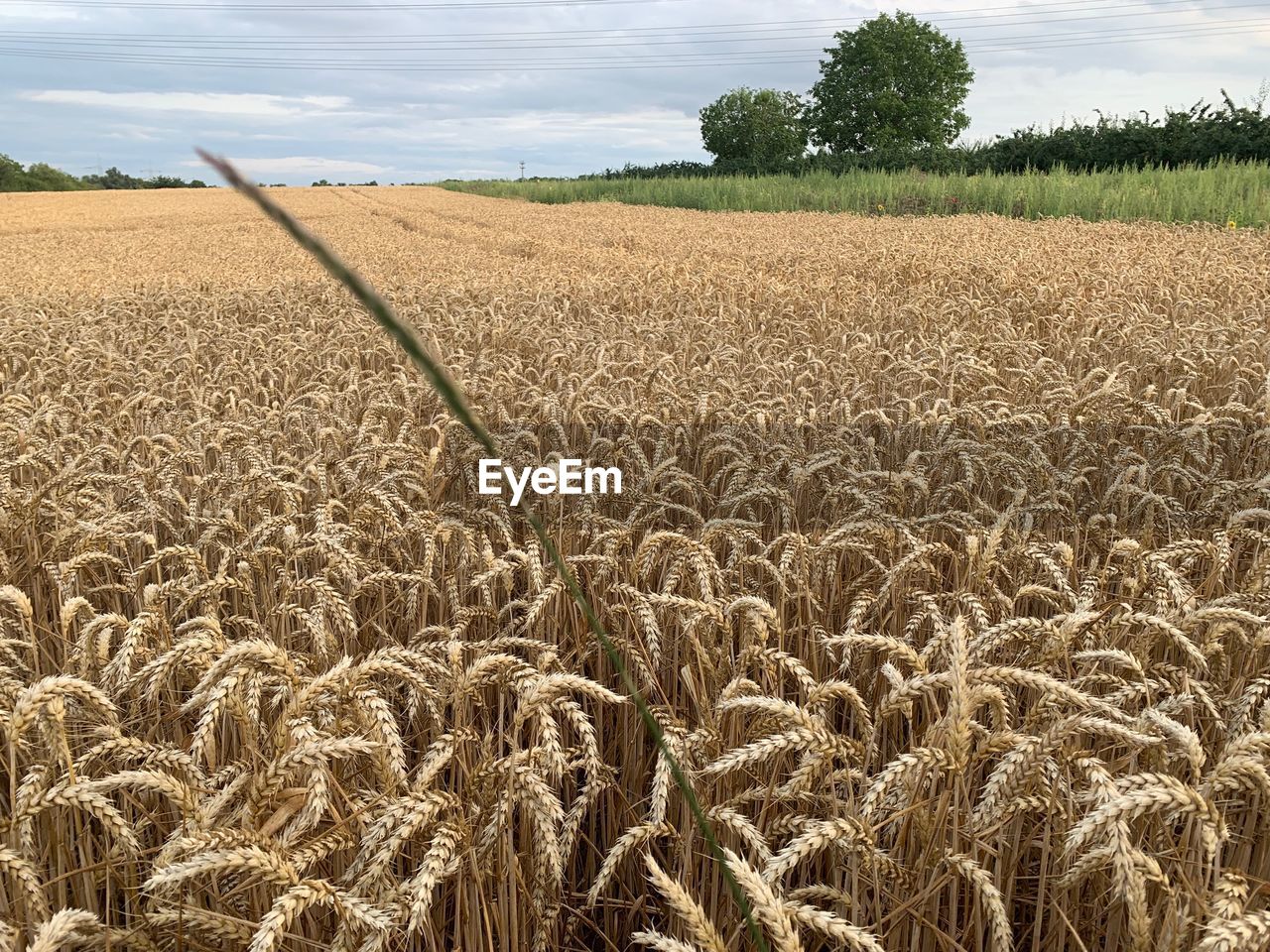 Scenic shot of wheat field against sky