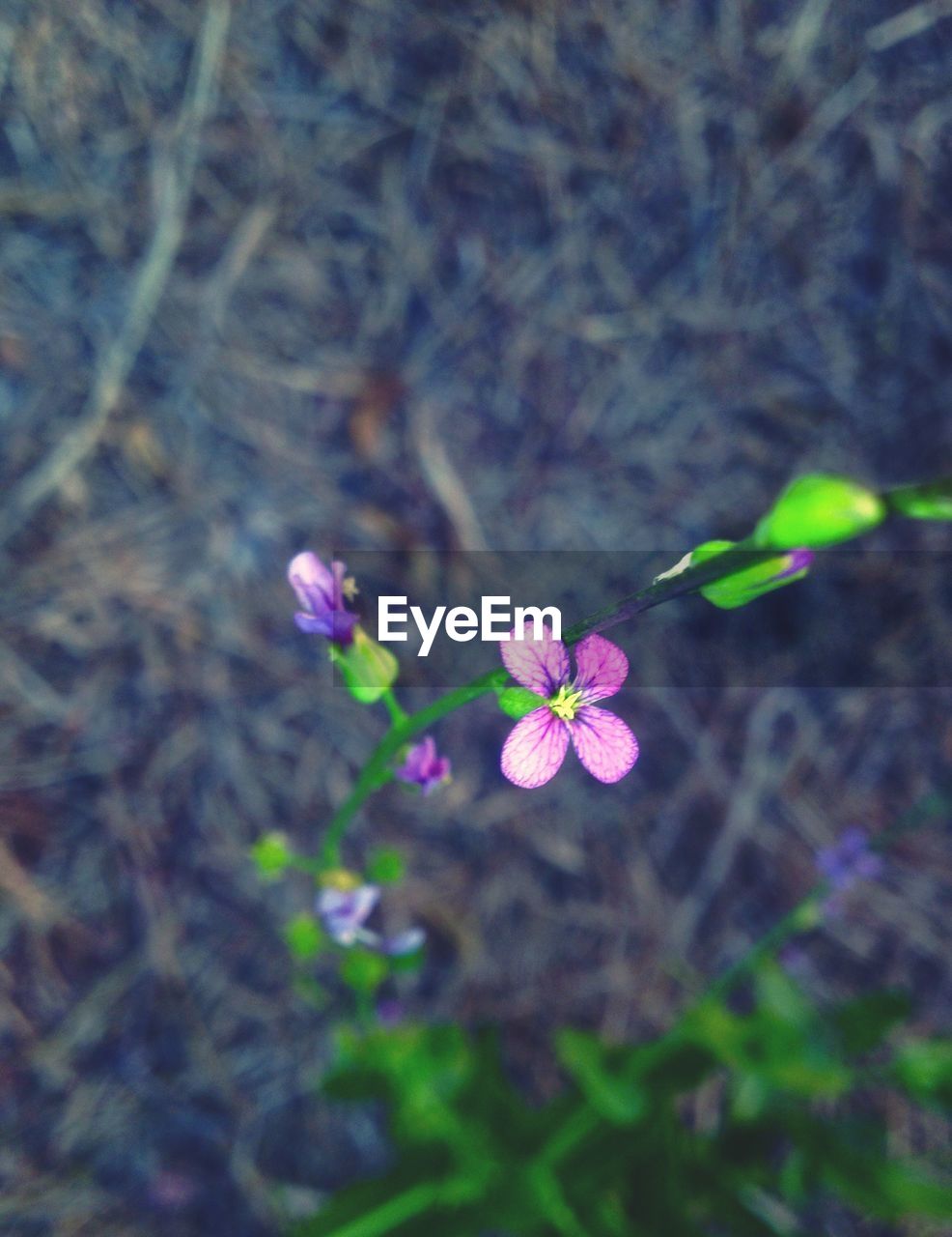 CLOSE-UP OF FLOWERS BLOOMING OUTDOORS