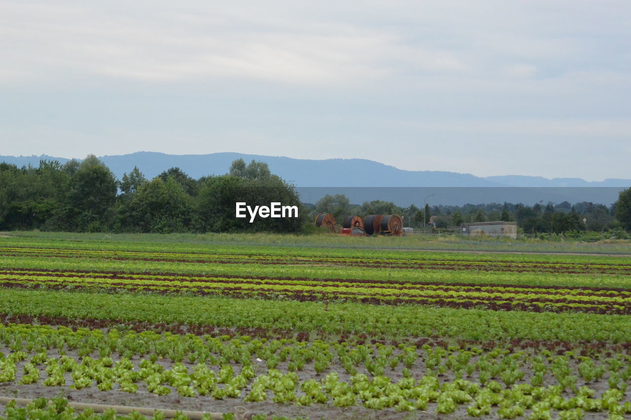 Scenic view of agricultural field against sky