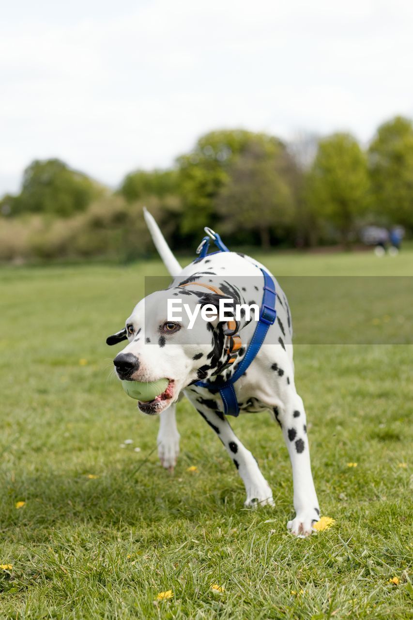 Close-up of dog on field against sky