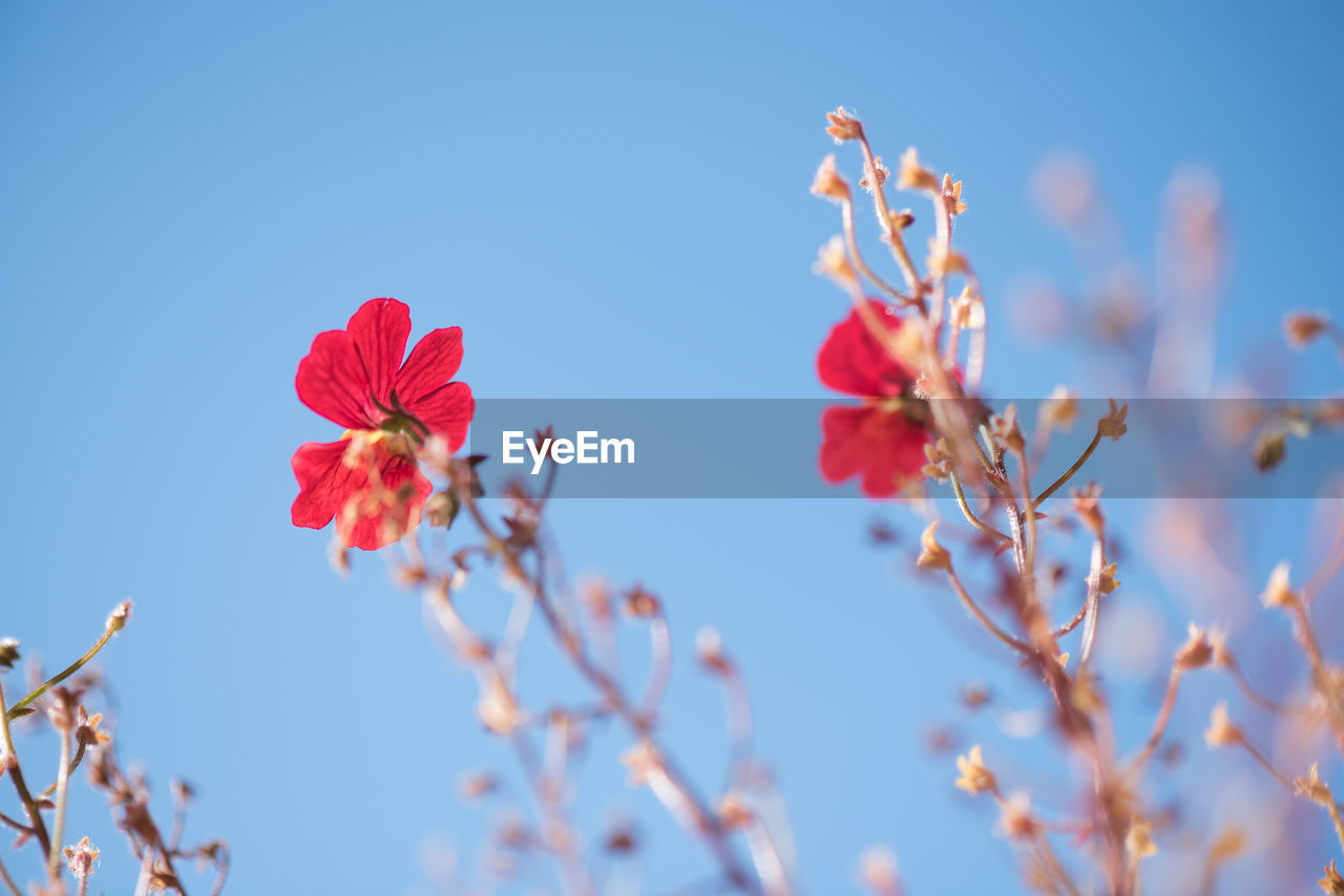 Low angle view of pink flowers blooming against clear sky