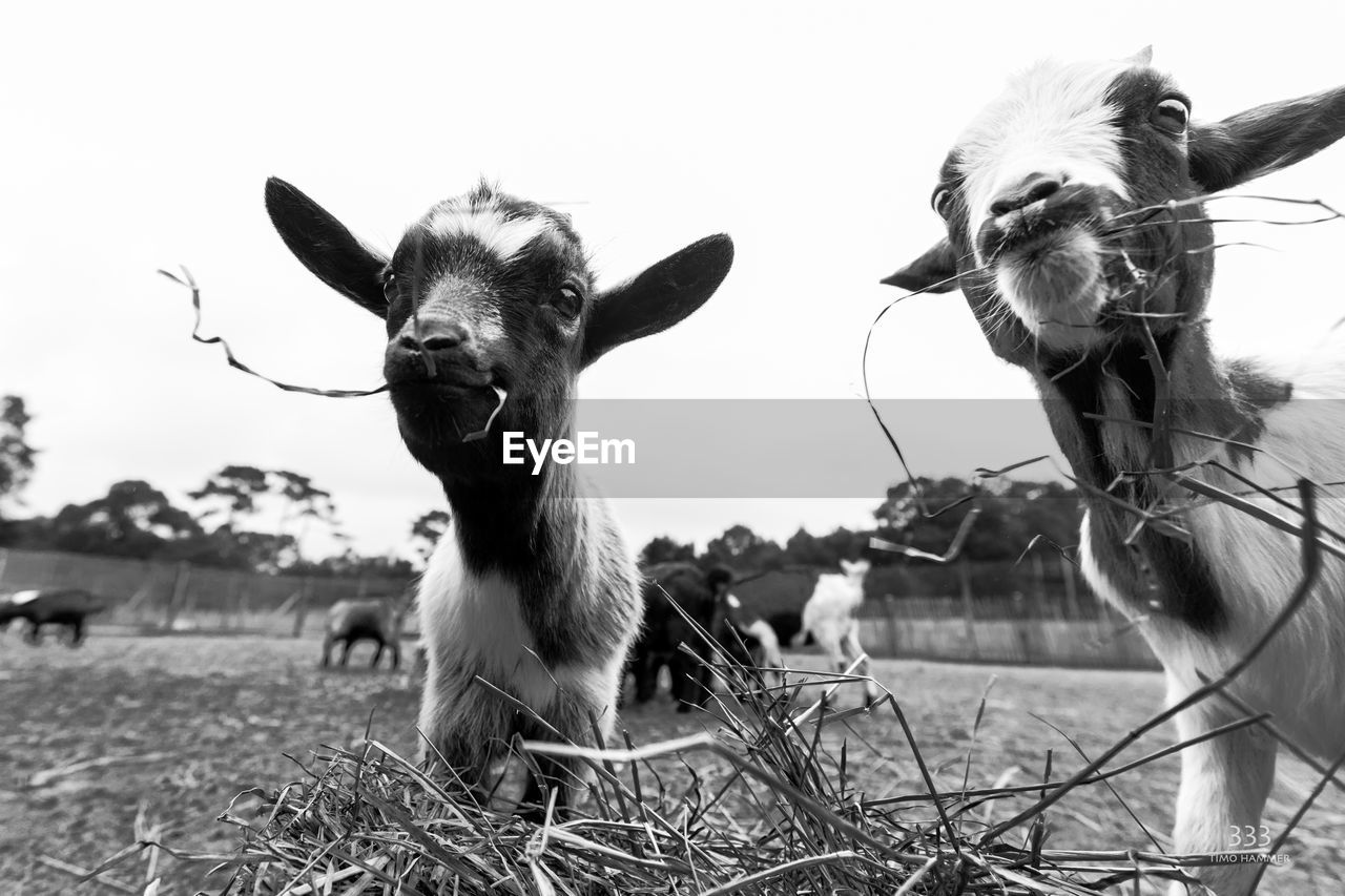 CLOSE-UP OF COW ON FIELD AGAINST SKY