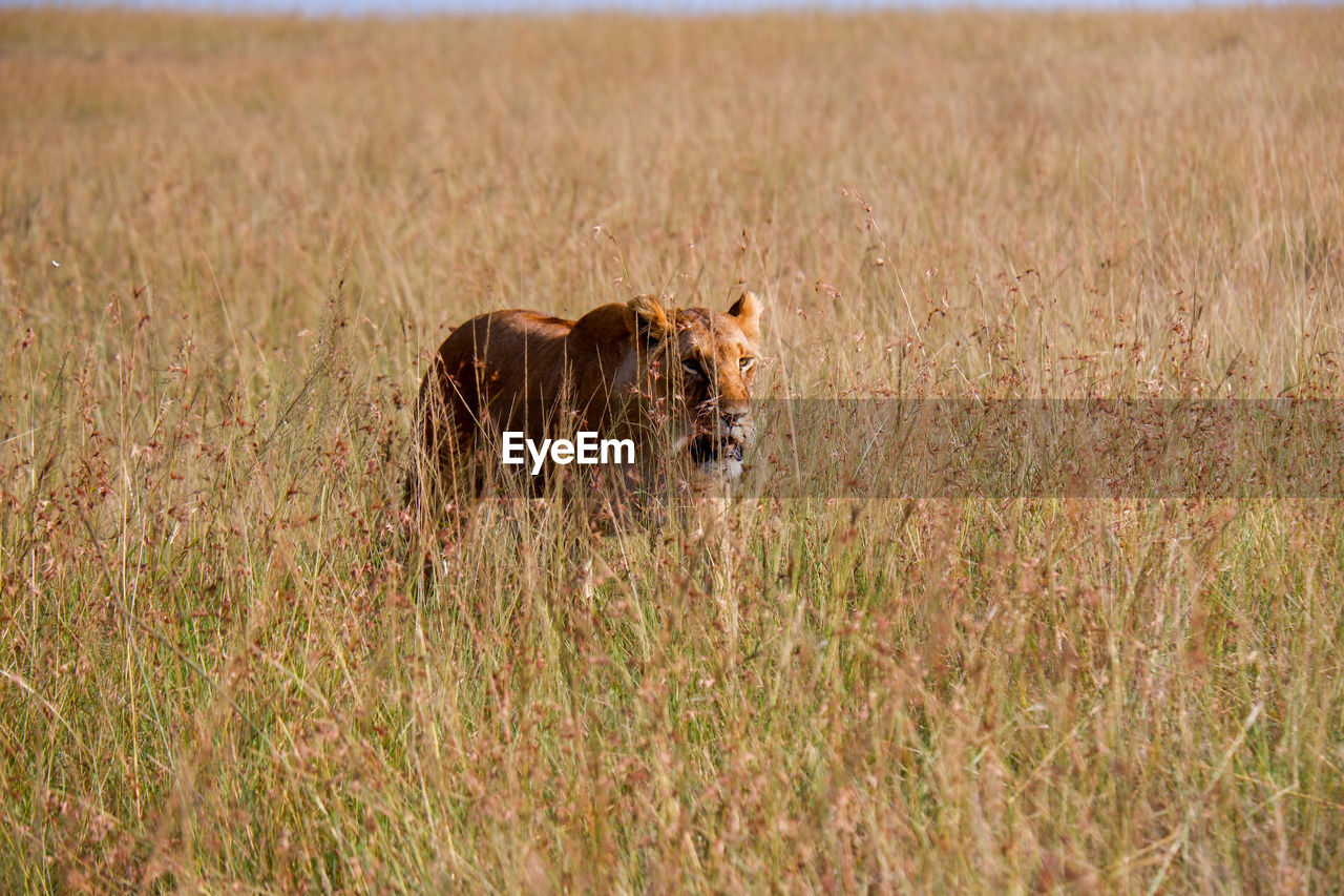 Lioness stalking in the grass in the maasai mara