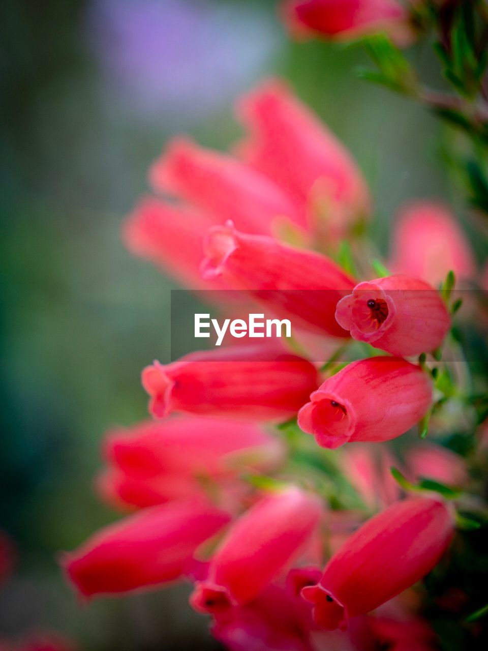 CLOSE-UP OF PINK RED FLOWER