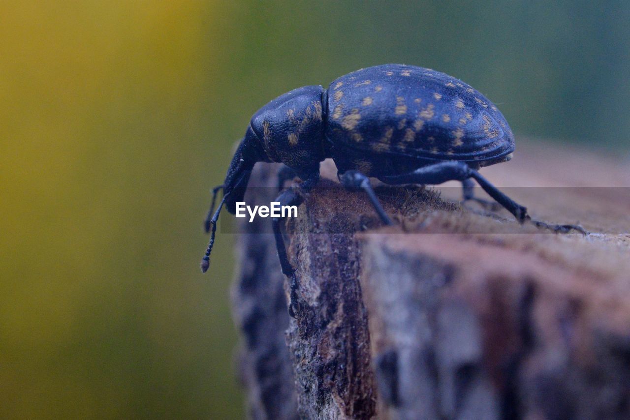 Close-up of insect on wood