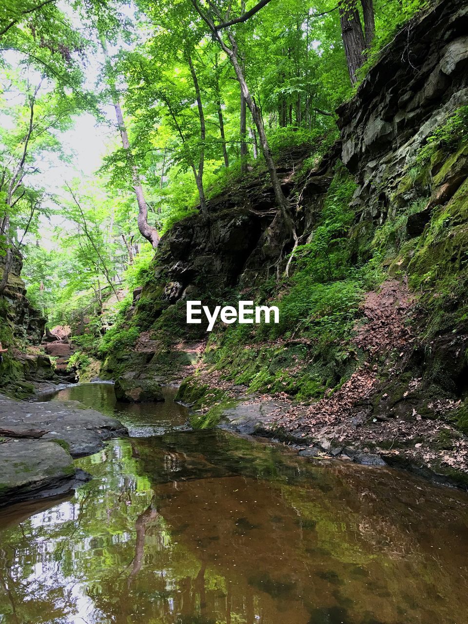 STREAM PASSING THROUGH FOREST