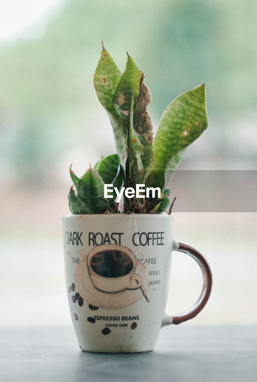 CLOSE-UP OF PLANT ON TABLE