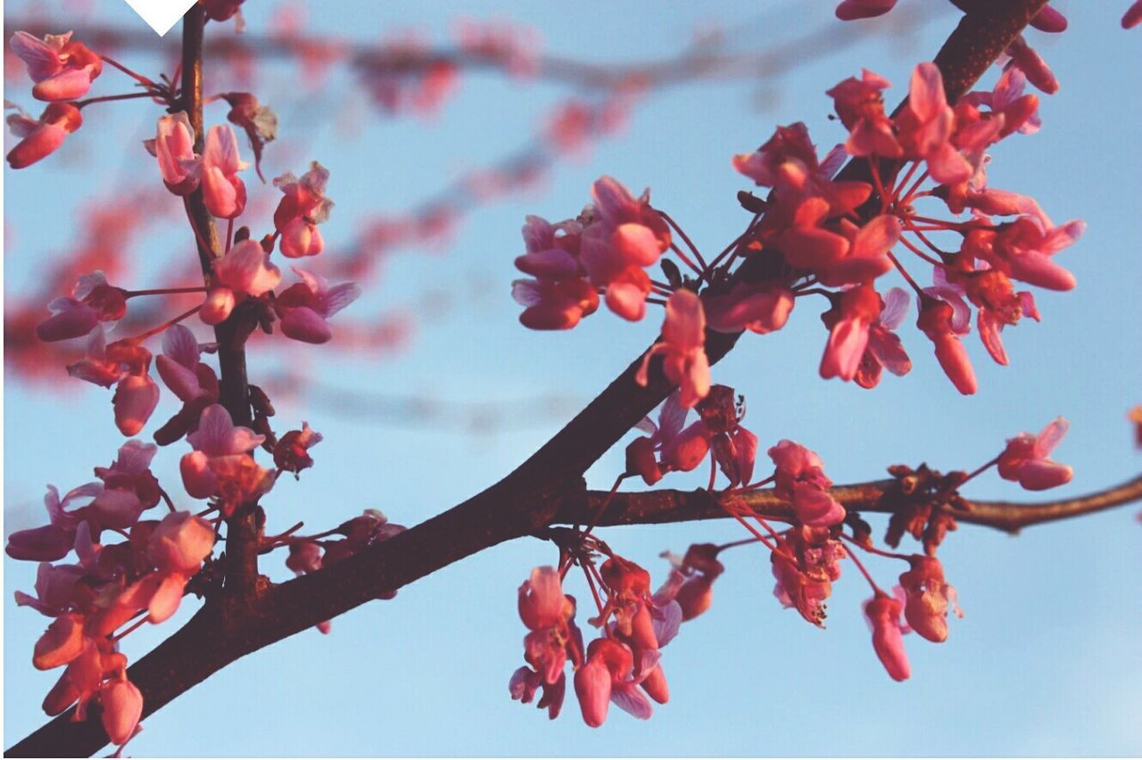 LOW ANGLE VIEW OF RED FLOWERS