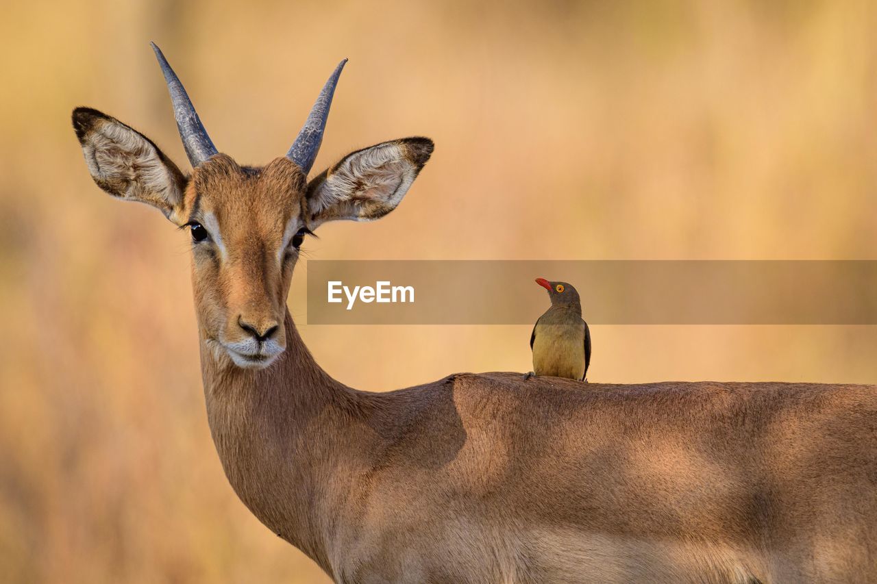 close-up of deer on field