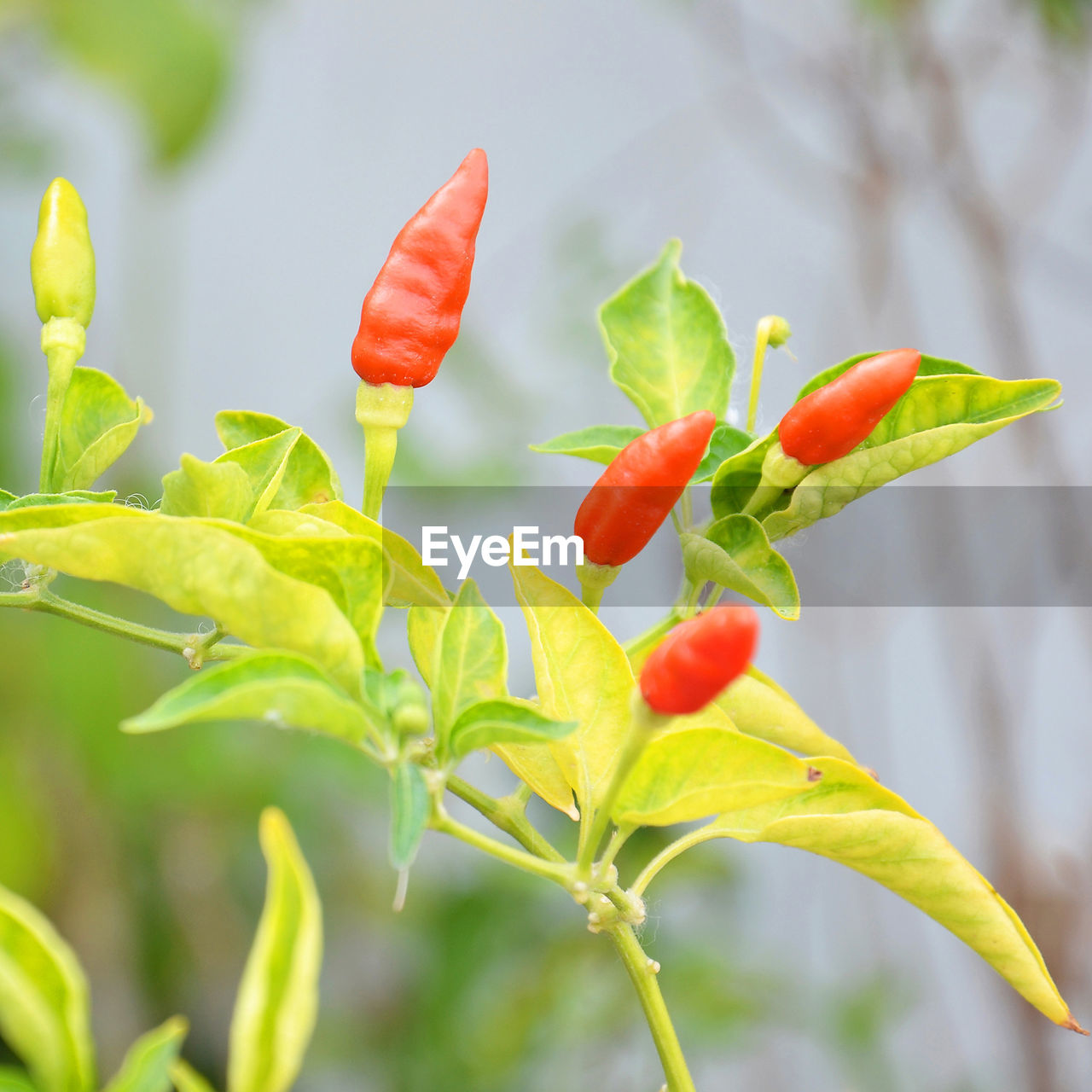 CLOSE-UP OF RED FLOWER WITH PLANT