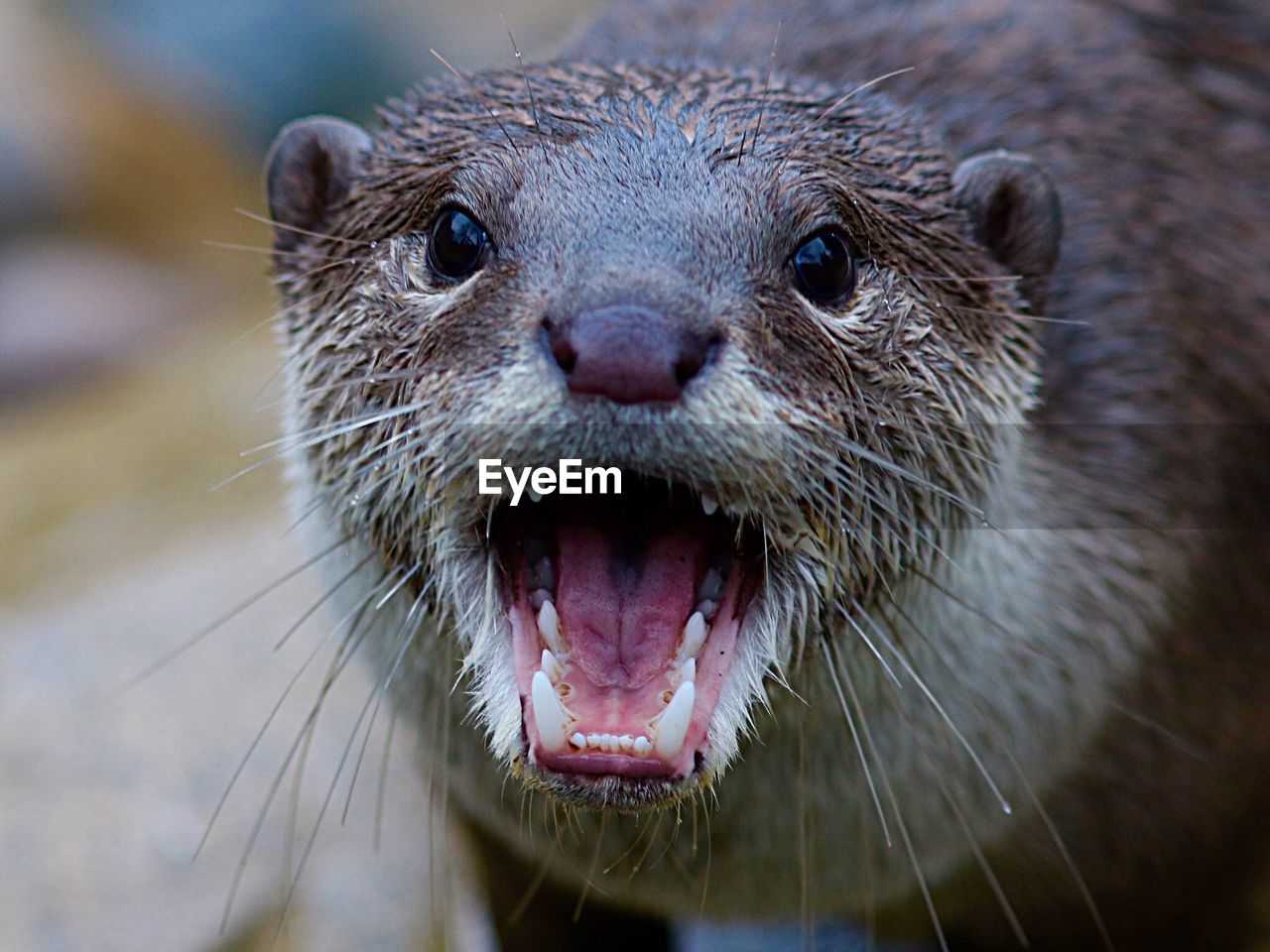 CLOSE-UP PORTRAIT OF A ANIMAL