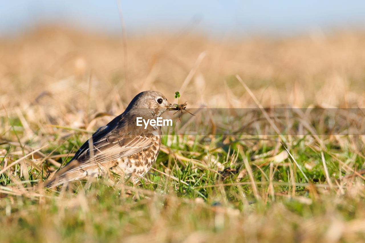 close-up of bird perching on grassy field