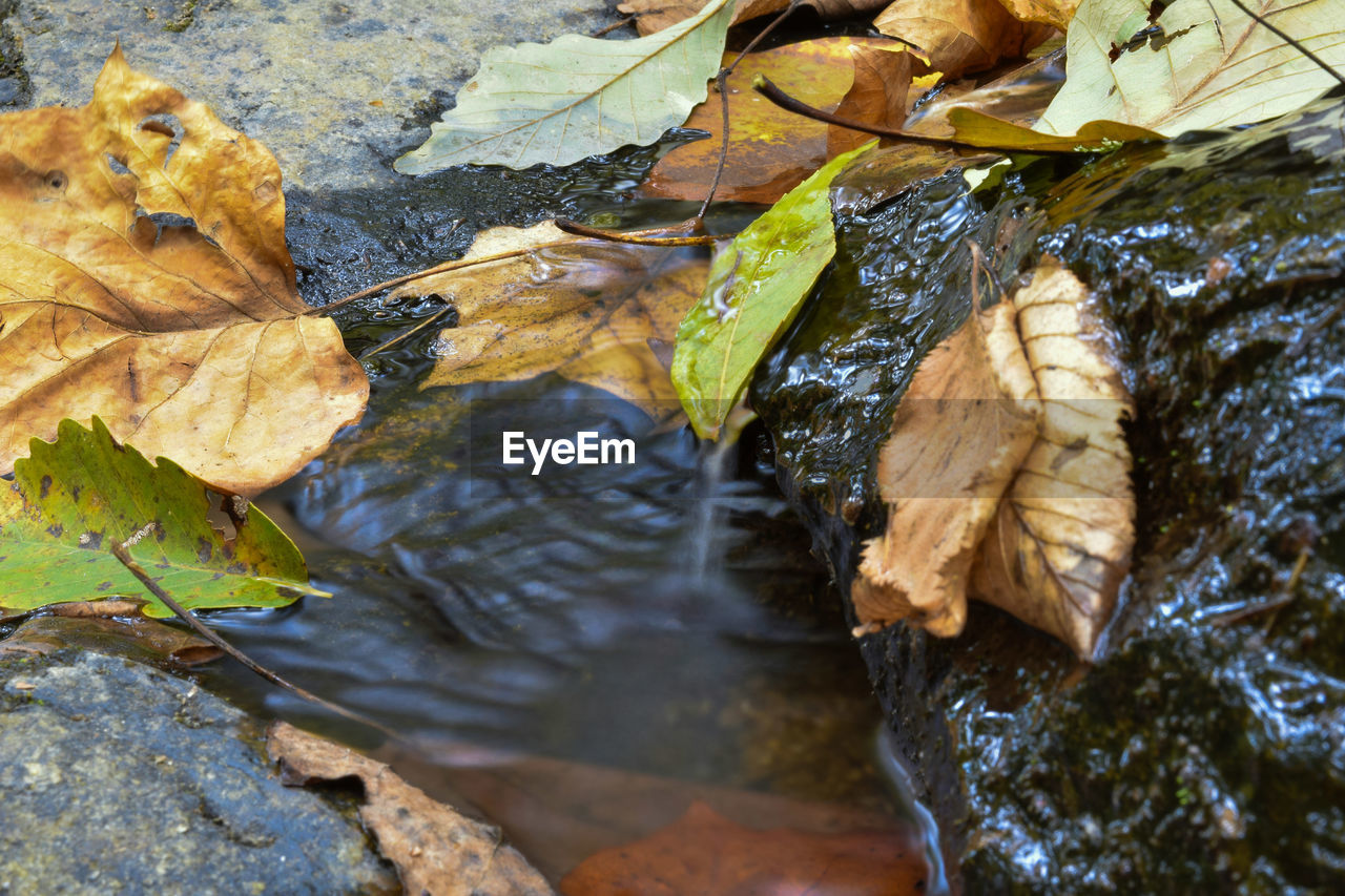 Surface level of fallen leaves in stream