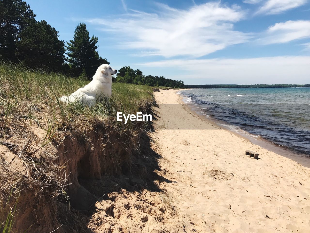 WHITE DOG SITTING ON BEACH