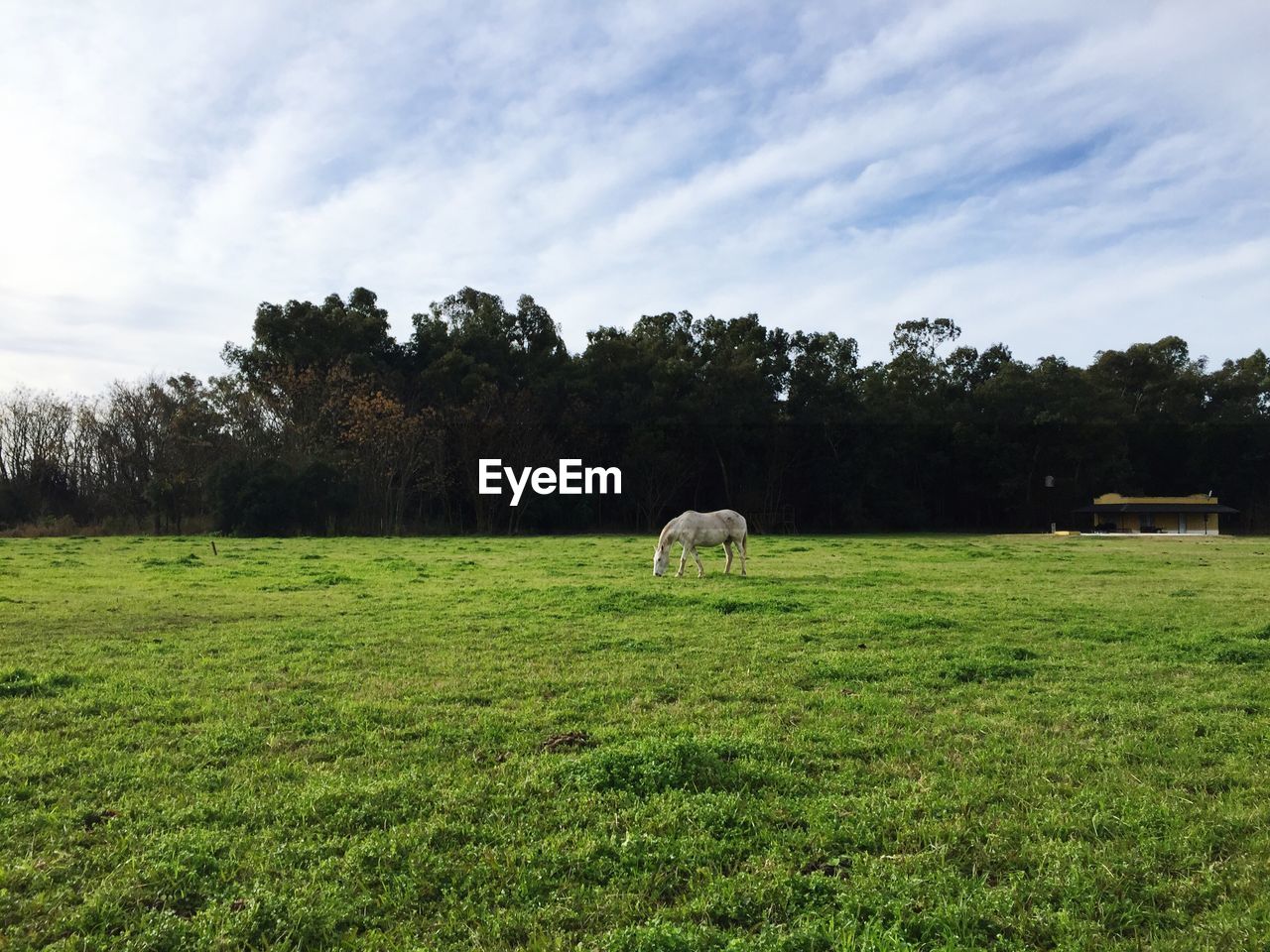 SCENIC VIEW OF GRASSY FIELD AGAINST SKY