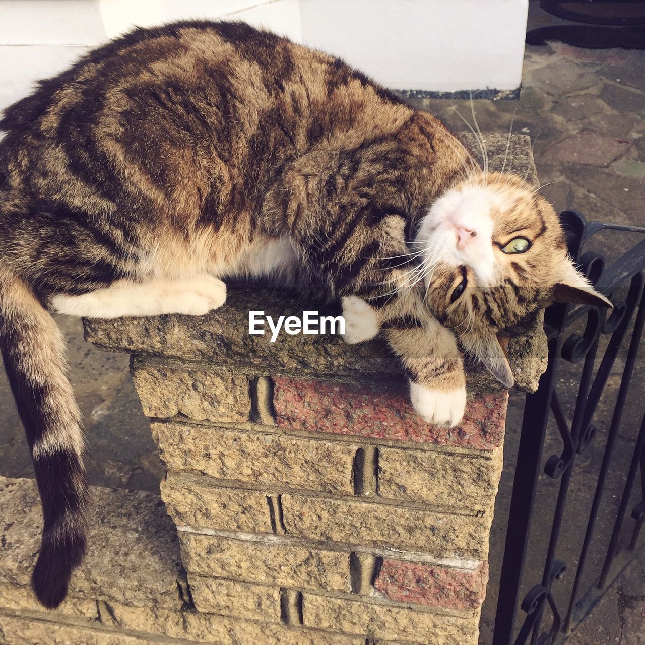 CLOSE-UP OF CAT LOOKING UP