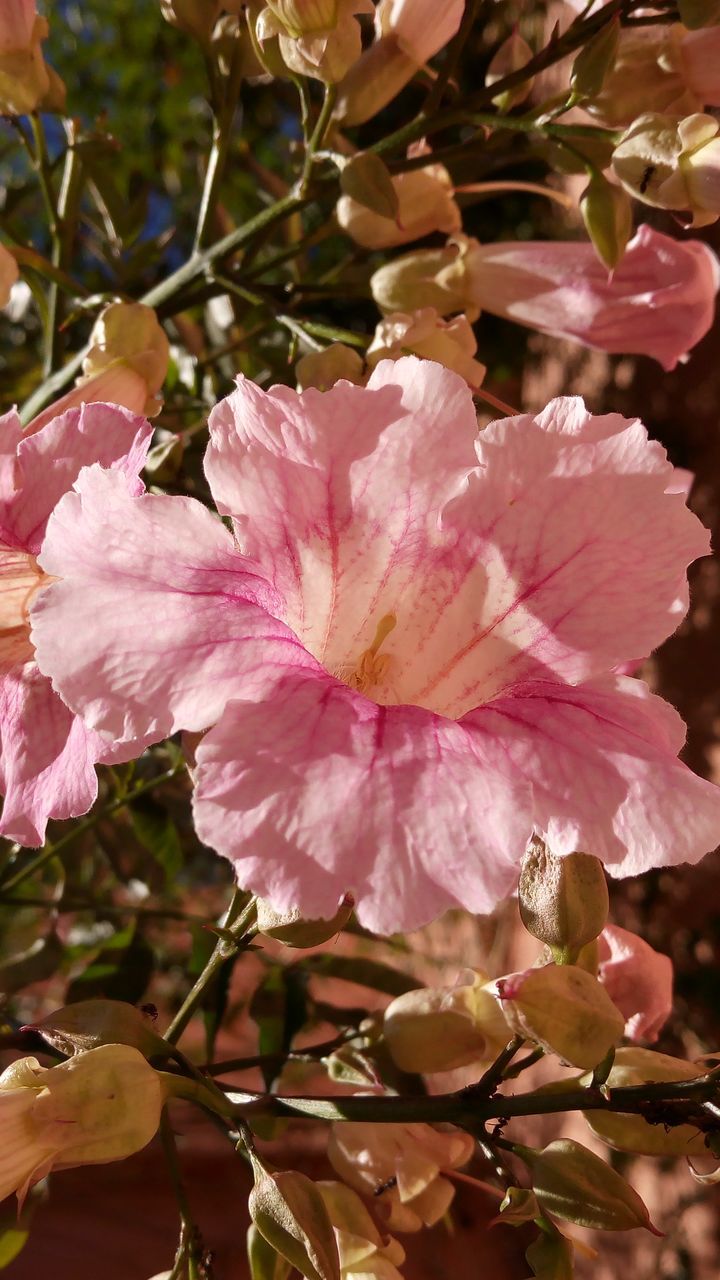 CLOSE-UP OF PINK BLOSSOMS