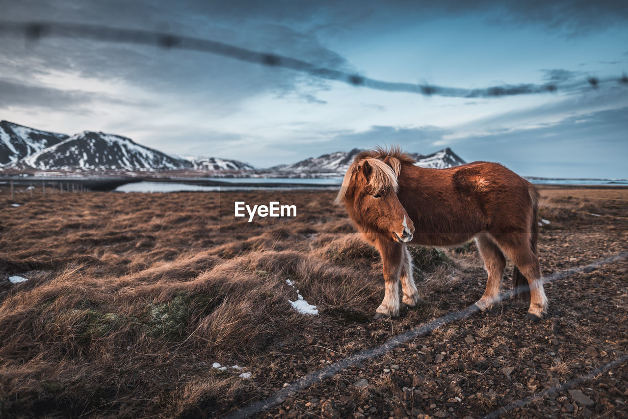 An icelandic horse on the snæfellsnes peninsula in iceland.