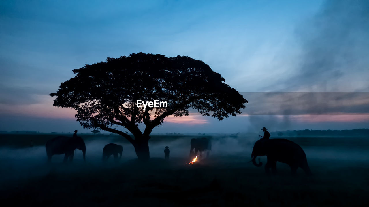 People riding elephants on land during sunset