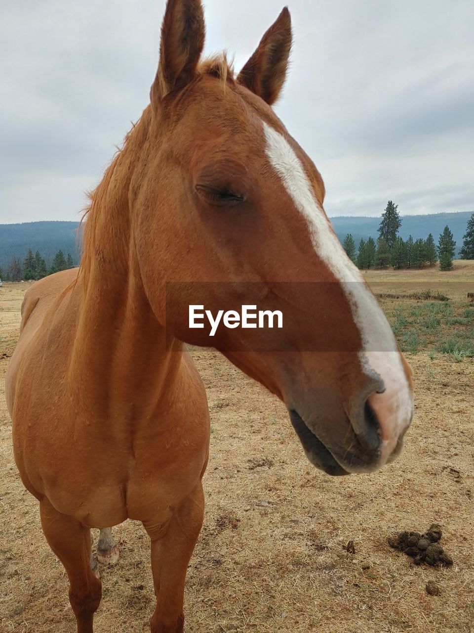 CLOSE-UP OF HORSE IN RANCH